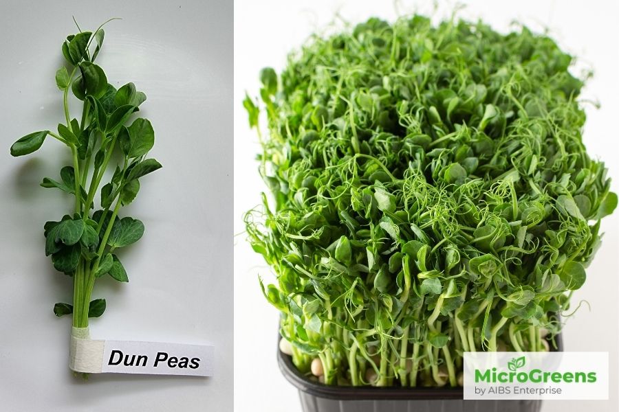 Dun Peas Microgreens