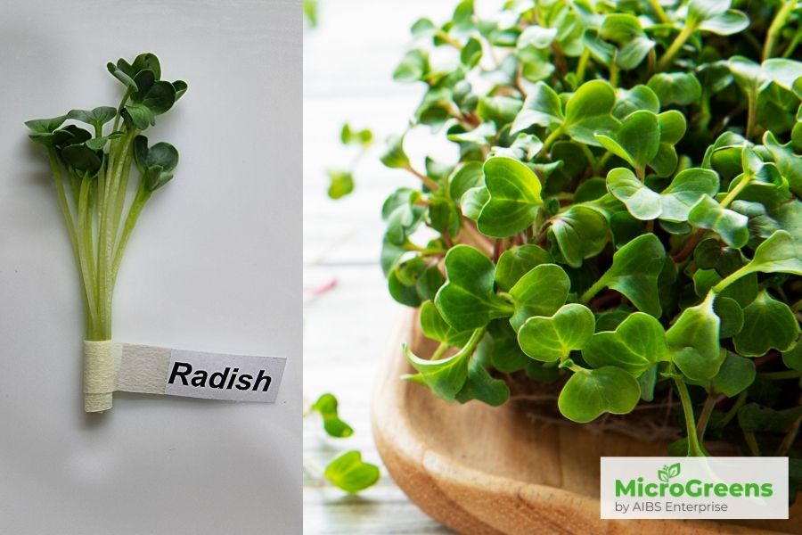 Radish Microgreens