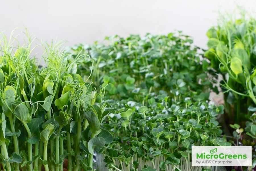 What is the Nutritional Value of Microgreens