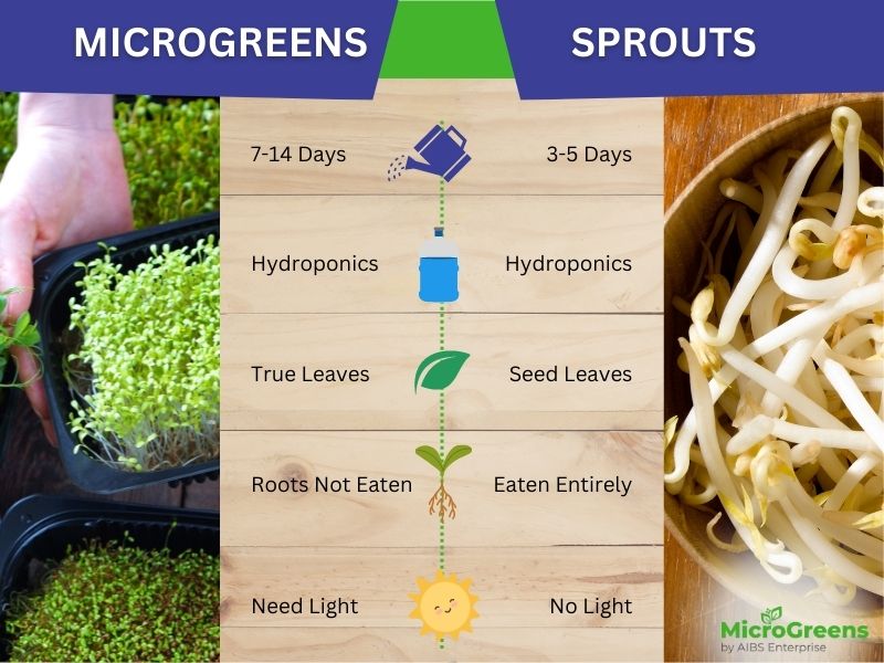 Microgreens vs Sprouts Infographics