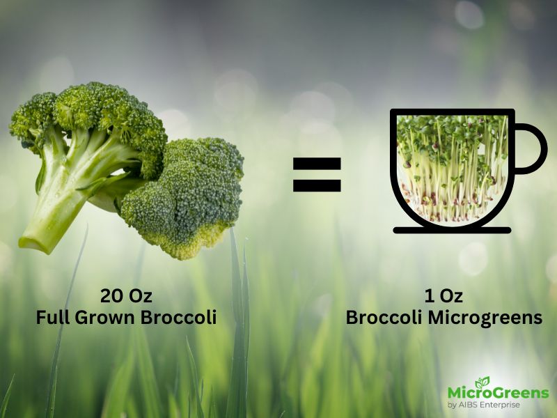 Microgreens are more nutritious than other vegetables & fruits