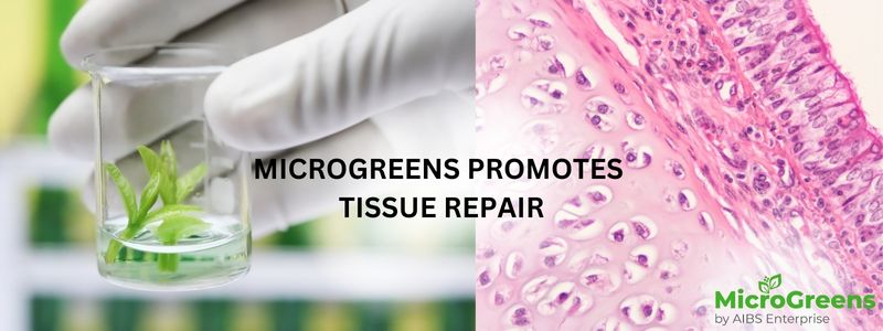 Microgreens promotes tissue repair